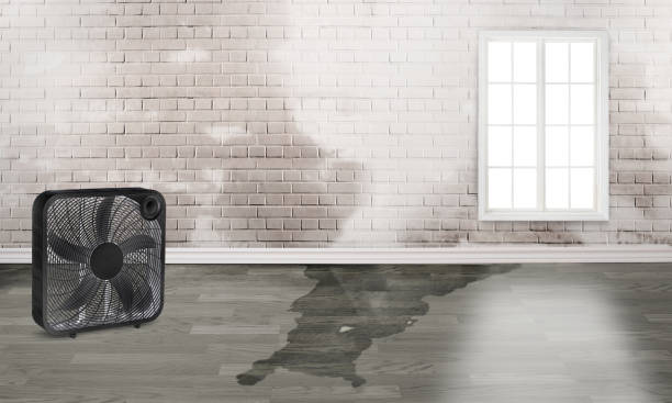 Best Water damage contractors near me  in Corsicana, TX